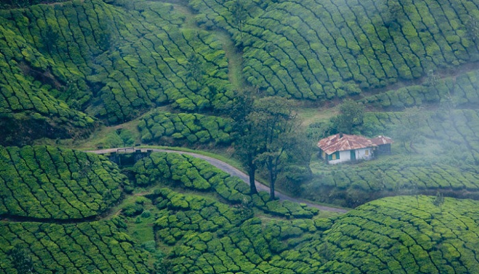 munnar in kerala