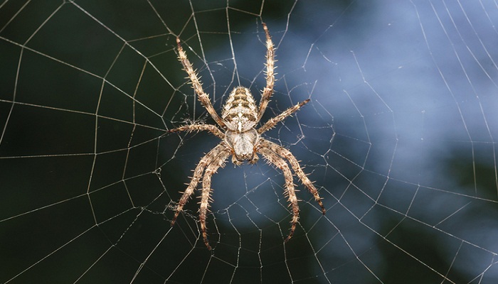 how to get rid of the spider web