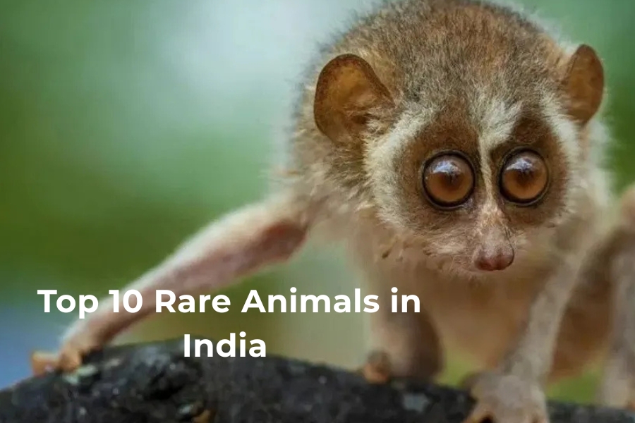 Rare Animals